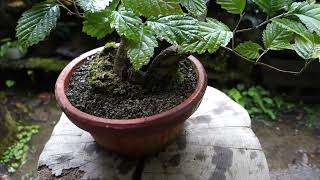 特殊な山採りをしたウラジロノキの成長記録 （♯342）♯466 - YouTube