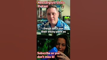 New Gargoyle Gecko Podcast Teaser! #gargoylegecko #babygecko #reptile #crestedgeckos