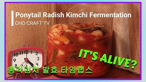 Ponytail Kimchi (chonggak kimchi) Fermentation Time Lapse. 총각 김치 발효 과정 타임랩스