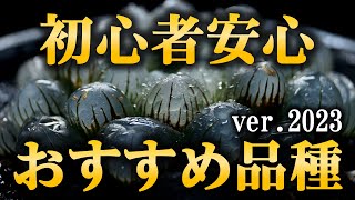 美しくて育てやすいハオルチア10選【多肉植物ハオルシア】