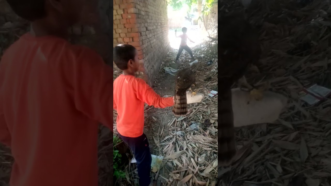 sikra  hunting Sikra/🦅🦅