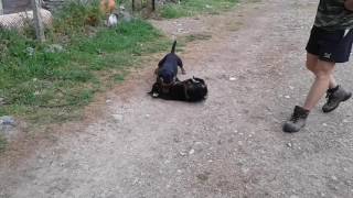 Бой С Ягдтериери Бамбус И Карго