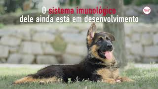 Maxi Puppy Royal Canin®