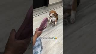 Before and After mummy ki Chappal#beagle#beaglepuppy#beagles#beagleworld#love#ai#doglife#dogshorts