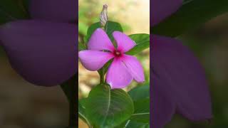 BAAGHI 4: Maahi Ve (Hindi) Song | Tiger Shroff | Krithi Shetty#video #video