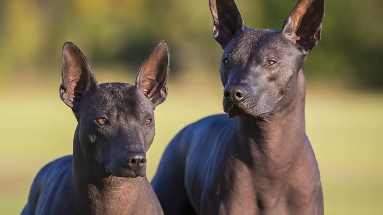 Mexican hairless dog Xoloitzcuintli.