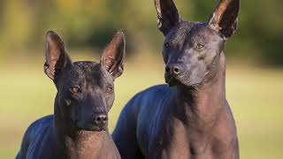 Mexican hairless dog Xoloitzcuintli. screenshot 4