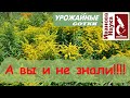 ЗОЛОТАРНИК (солидаго) - наш помощник и друг! Лечение и использование золотарника.