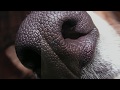 Dogs and Storm Fear