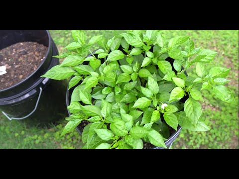 2024 Super Hot Grow Series Ep03 - Transplanting More Plants