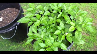 2024 Super Hot Grow Series Ep03 - Transplanting More Plants