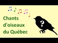 Chants d'oiseaux du Québec - Partie no.1