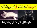 Why was cat created immediately after hazrat adam  mysterious facts about cats  info at adil