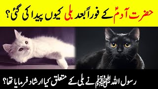 Why Was Cat Created Immediately After Hazrat Adam? || Mysterious Facts About Cats || INFO at ADIL