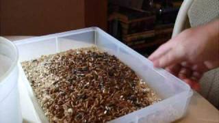 How To Raise Mealworms