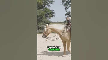 Colt Start Hack: The Secret to Cantering is a Great Walk/Trot