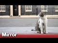 Downing street larry the cat may be seriously ill
