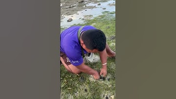 Khi anh bắt con bạch tuộc tươi ngon 🐙🎣 #cooking #food #recipe #muckbang #shortvideo #shorts