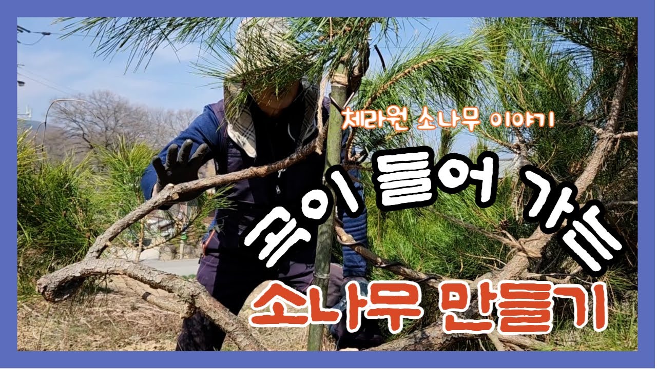 곡이 들어 가는 소나무 수형 작업 과정.