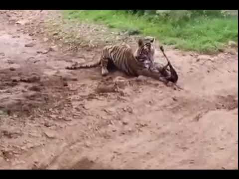 نمر يفترس كلب 