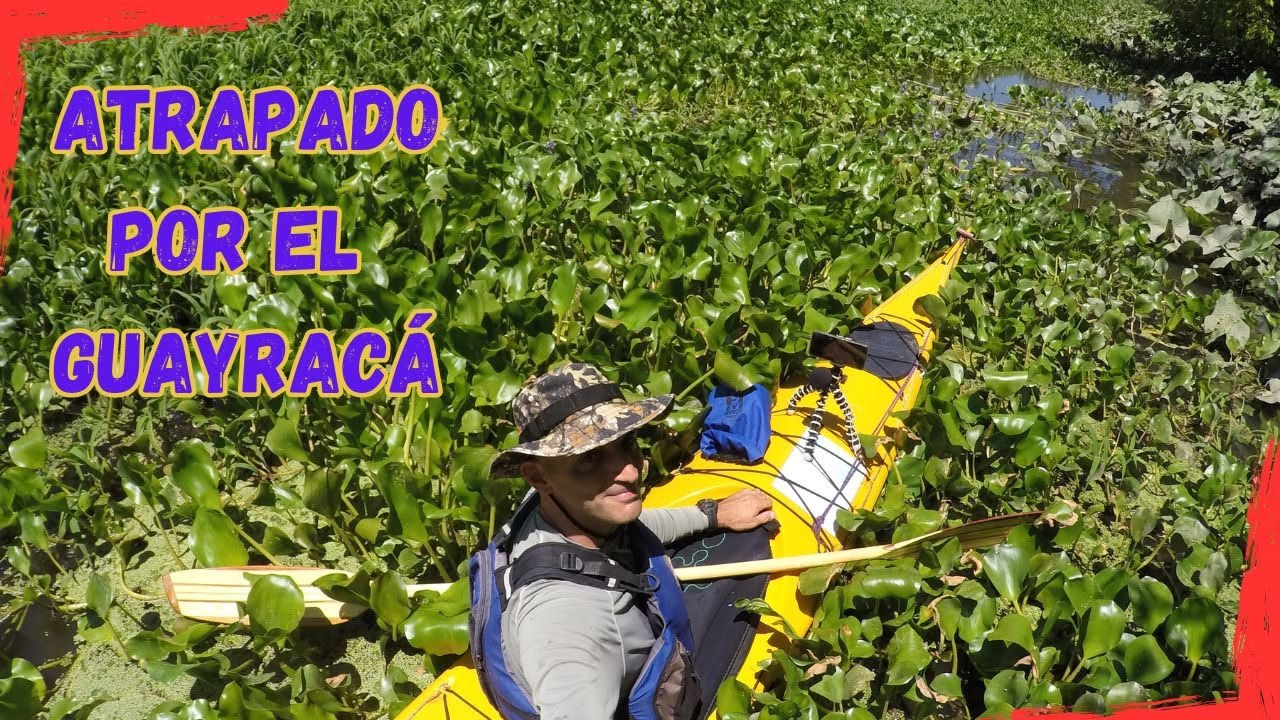 Tapado por Camalotes 🪻, no se puede hacer el recorrido completo del Arroyo #aventuraenkayak #short