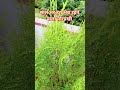 साल भर हरा भरा रहने वाला मोरपंखी #plants #garden #facts #plantsofindia #gardenplants #gardenflowers