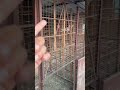 🔥🔥#pigeon #lover #shorts #viralreels #viralvideo #trending #ytshorts #happiness