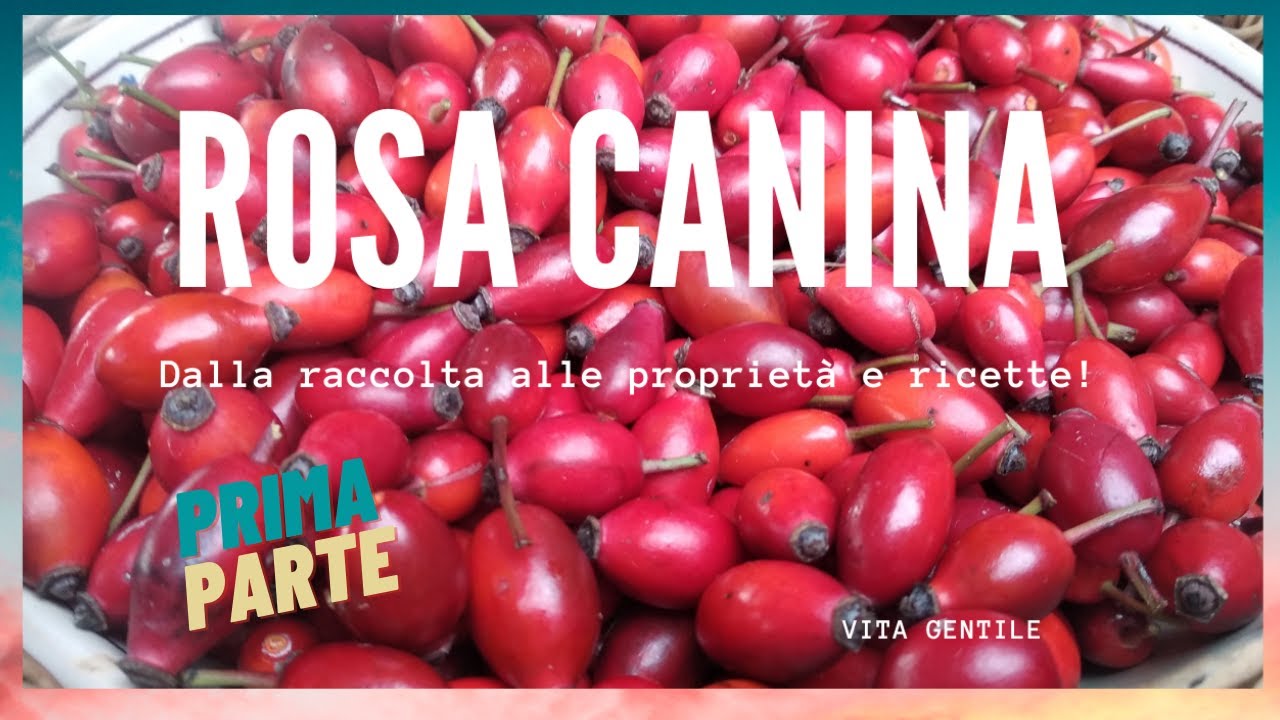 La Rosa Canina! Dalla raccolta alle proprietà e tre ricette! Tisana, la marmellata e l'aceto!