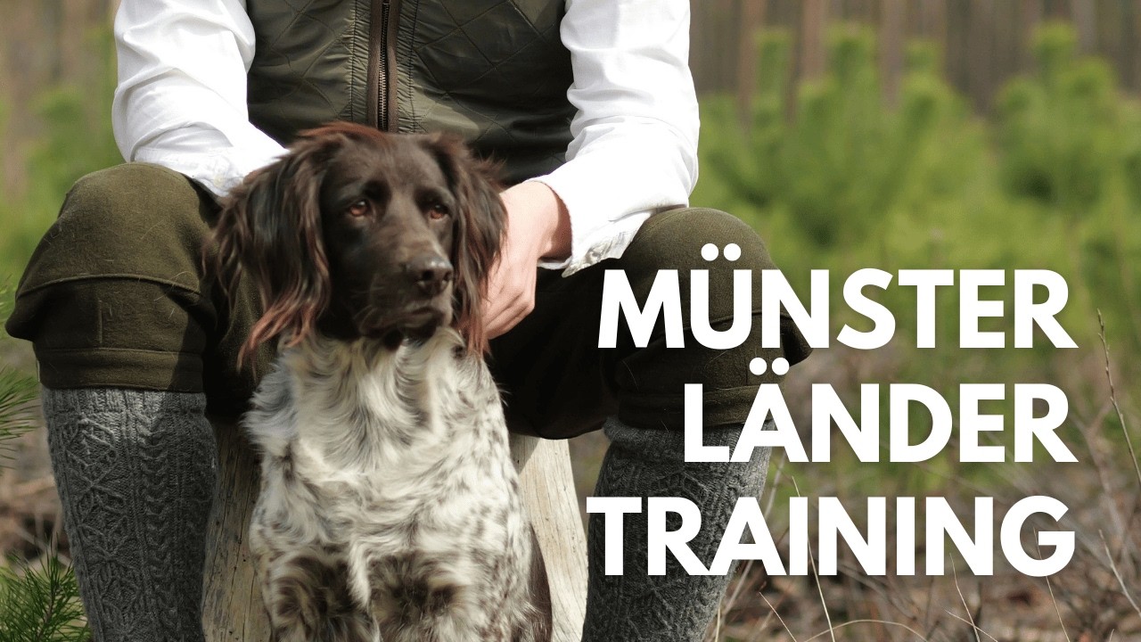 Der perfekte Jagdhund: 5 Kommandos, die dein Kleiner Münsterländer sofort lernen sollte
