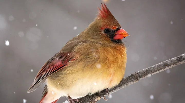 Nature Drawing with Nancy - Cardinals