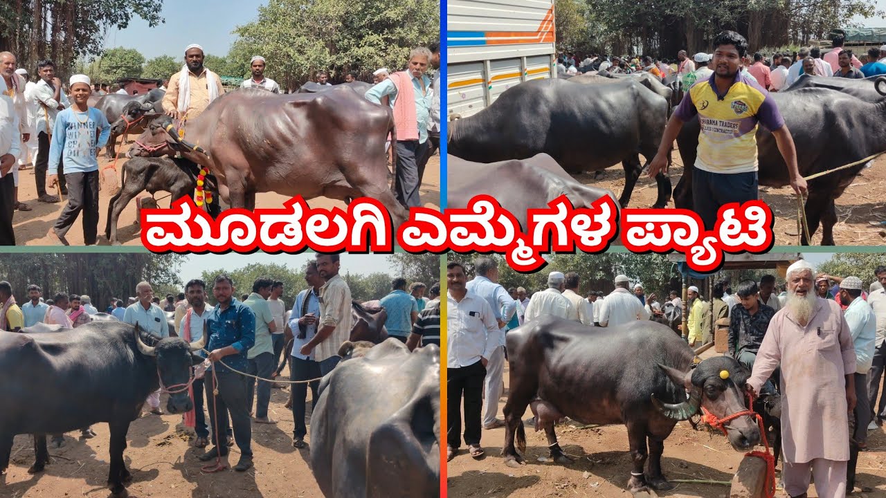 ಮೂಡಲಗಿ ಎಮ್ಮೆಗಳ ಪ್ಯಾಟಿ 🔴12/10/2025||Mudalagi buffalo market #buffalo #cattlesmarket #cow 