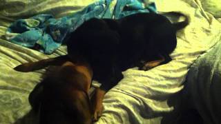 IMG_2171.MOV