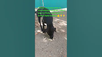 Красавчик кому такого Shorfs помощьбездомным гулькевичи собака рекомендации 
