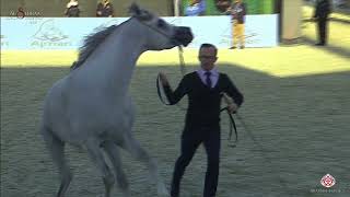 N299 Jar Al Bidayer - Al Shiraa Int. Arabian Horse Show 2020 - Colts 3 Years Old Cl 9B