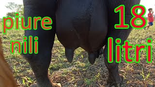 pure nili buffalo for sale 22-4-2024 in Punjab Pakistan on YouTube
