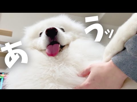 【モフモフ】可愛すぎるサモエドにママが壊れた日