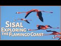 Adventures in sisal exploring the flamingo coast  travels in mexicos yucatan peninsula