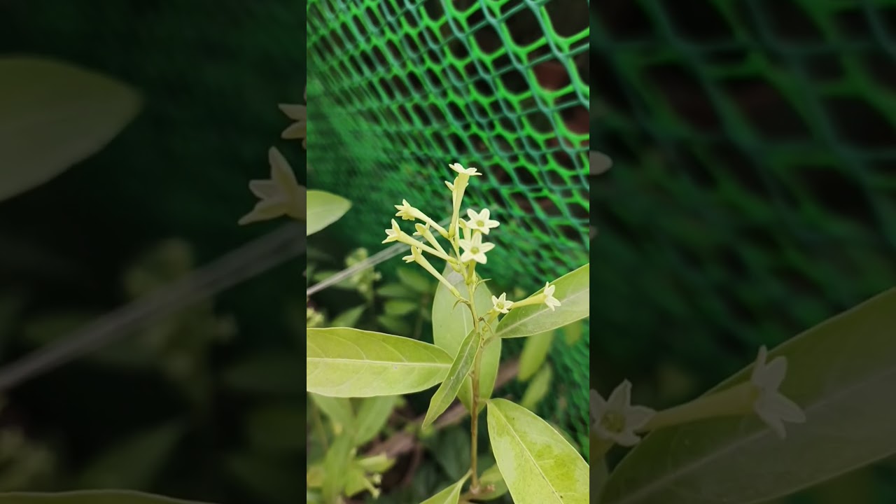 Beautiful Flower🌹