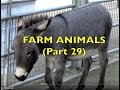 FARM ANIMALS   (Part 29)  Real authentic animal sounds /Babies, Toddlers, K-3