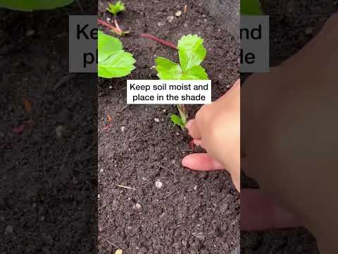 Video: Bare Root Strawberry Plants - Pag-iimbak At Pagtatanim ng Bare Root Strawberry