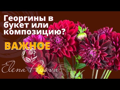 Видео: Идеи поддержки георгинов - как лучше всего поставить георгины