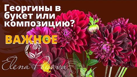 Георгины в букет или композицию. Советы флориста. Обработка цветов. Флористика для начинающих.