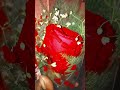 #rosé #love #viral #bollywood