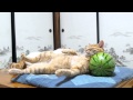 のせ猫 x すいか枕 Cat with Watermelon- 2014#1