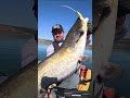 ТАЯ МРЪВКА...🥰😍 #спининг #vankocraftshop #сом #savagegear #scoopshad #tailwalik #lastcast