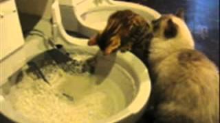 catgenie flushing litter box