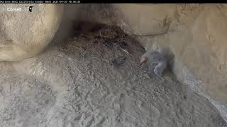 California Condor Chick Plays With Bit Of Microtrash In Nest Cavity – May 20, 2021