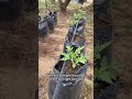 23 Tomato planting tips #tomato #gardening101 #gard7364826014398090539