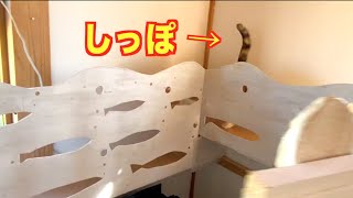 【三毛猫】まりもちゃんみっけ〜♪