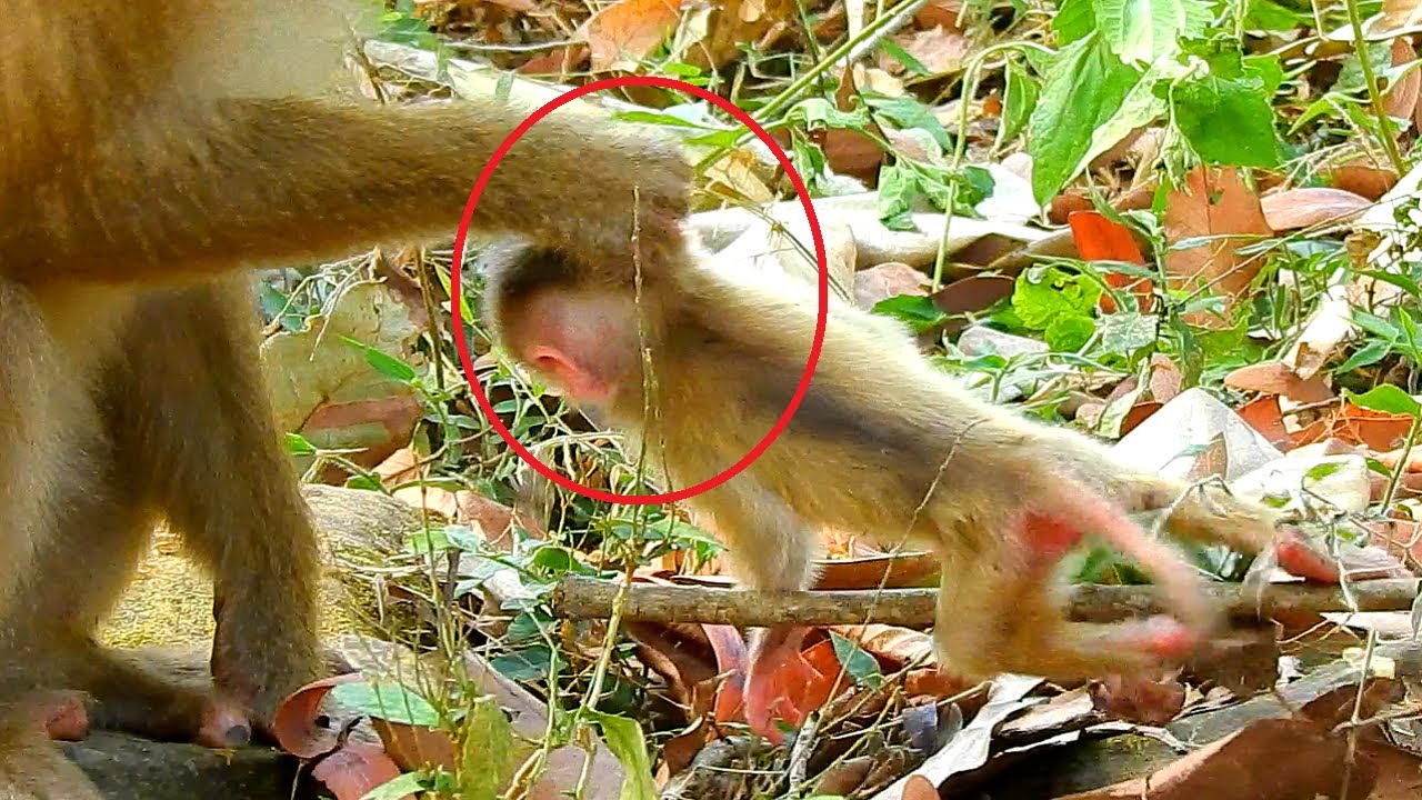 Feeling Pity Another Word